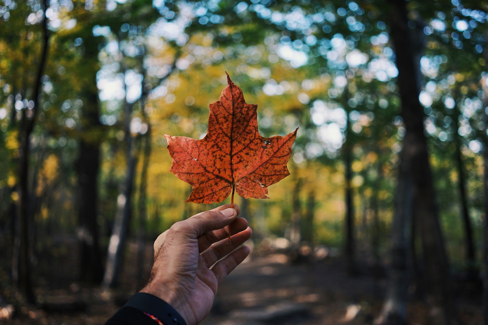 Hand holding a red maple leaf against a blurred forest background.